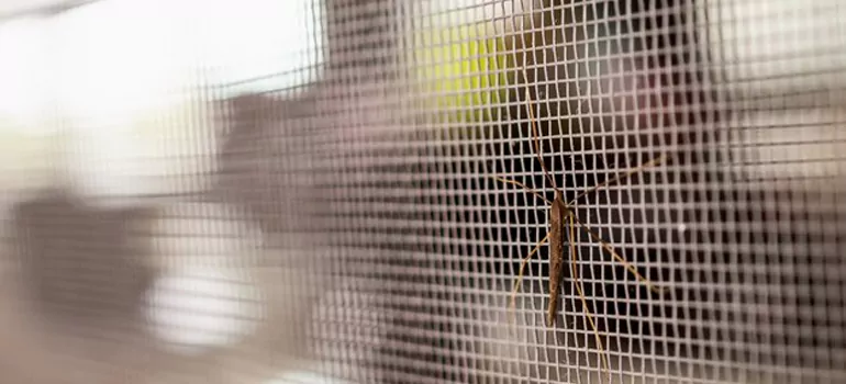 Repair Mosquito Mesh For Windows in Ives Estates, FL